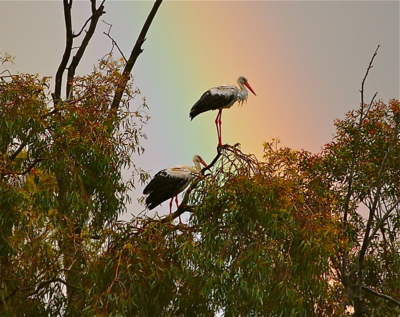 Migrating storks fill trees around the Sea of Galilee